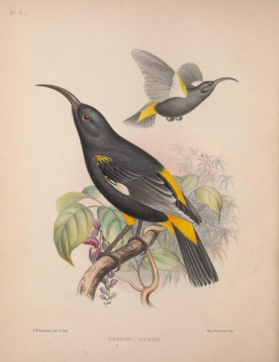 SchmittJeanTho1's tweet photo. Drépanide mamo / Hawaï Mamo / Drepanis pacifica
( Hawaï )
Oiseau butineur, chassé par les indigènes pour ses plumes utilisées pour orner les vêtements de cérémonie, l'espèce est éteinte depuis la fin du XIX ème siècle... https://t.co/kBsZPwXtN0