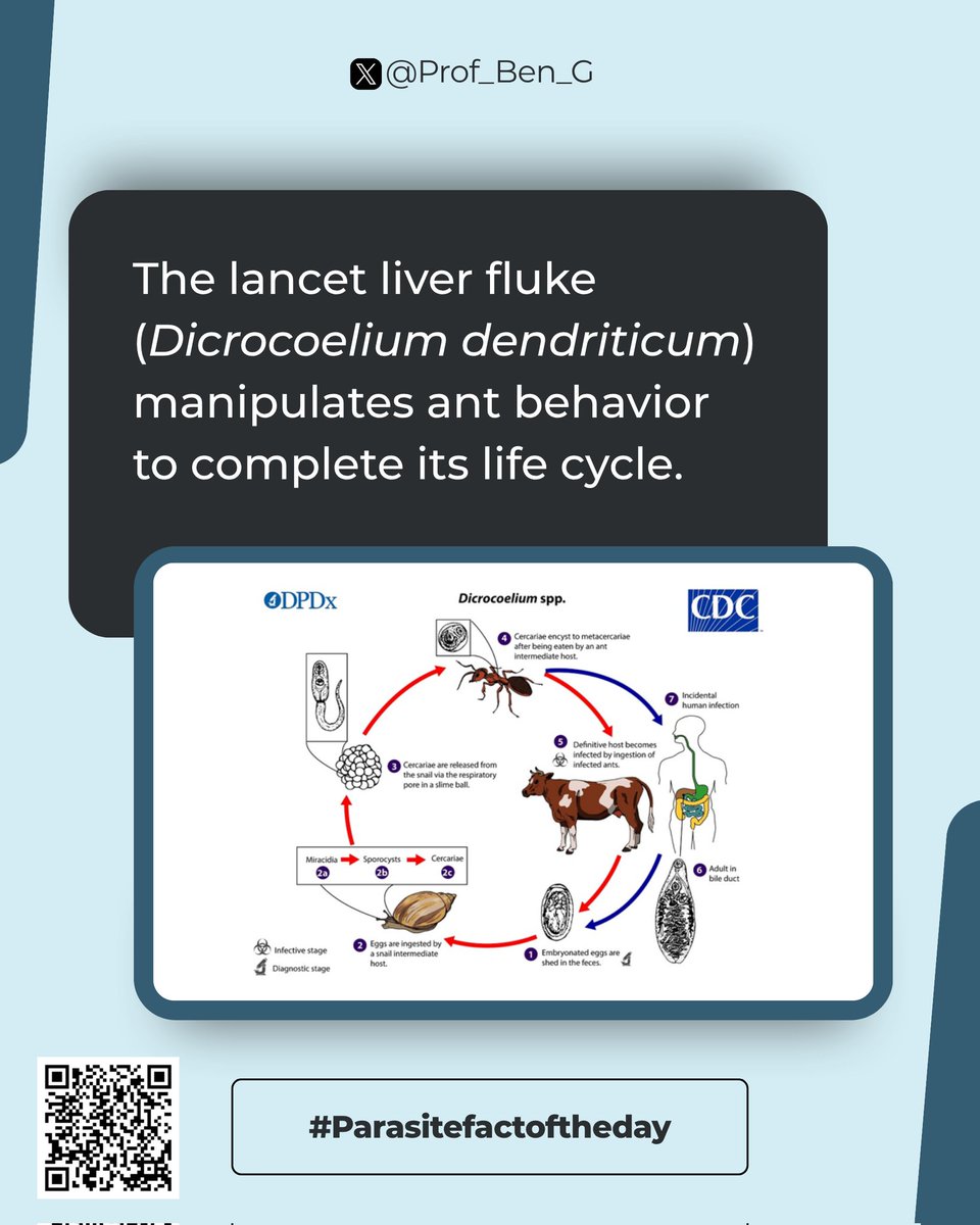 Prof_Ben_G's tweet image. Parasite Fact of the Day:

Infected ants climb to the tops of grass blades at night and cling there, increasing their chances of being eaten by grazing animals, the parasite’s next host.

#ParasiteWatch #ParasiteFact #Parasitology #InfectiousDiseases #GlobalHealth #SciComm