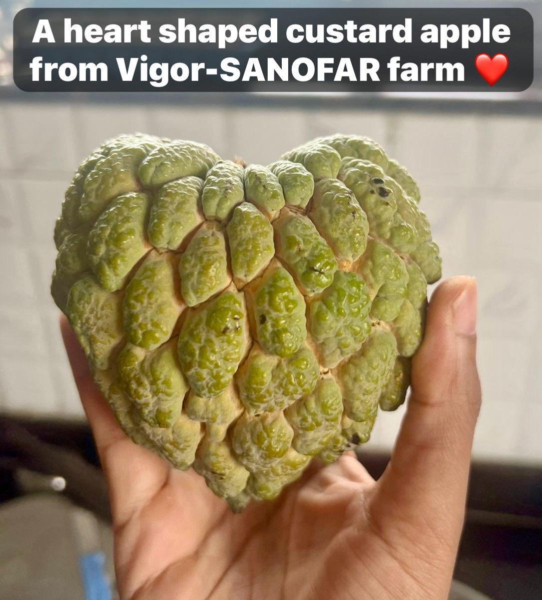 SukumarKilleda2's tweet photo. ❤️ निसर्गाचं प्रेम… थेट आपल्या हातात…!
Vigor SANOFAR च्या सेंद्रिय शेतातून मिळालेलं हृदयाच्या आकाराचं सिताफळ - निसर्गाने स्वतः घडवलेलं प्रेमाचं प्रतीक! 💚
🍃 Fully Organic &amp; Healthy Farming
#VigorSANOFAR #OrganicFarming #CustardApple #HeartShape #NatureLove https://t.co/WdMN7S2fF1