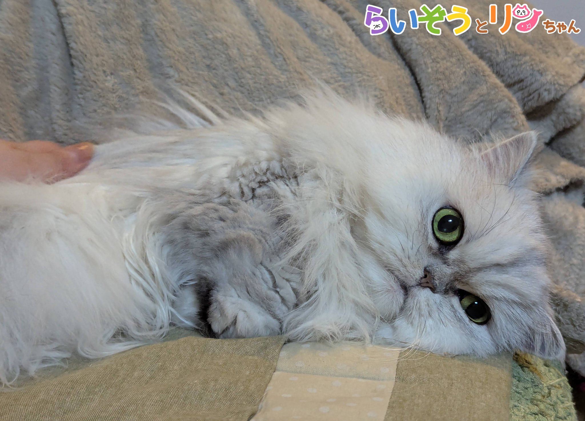 公式】ねこがあらわれた！ チーム行徒info on X: 