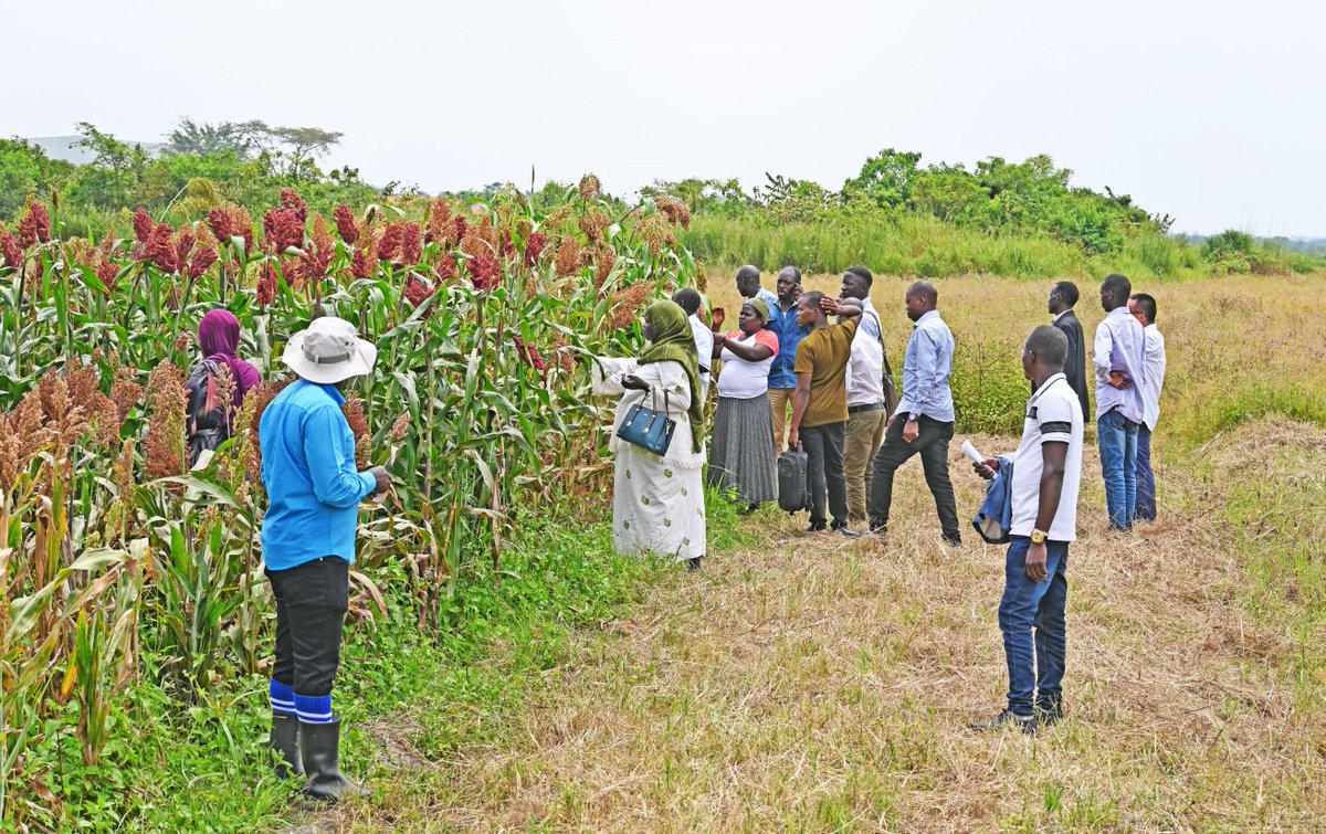 FAOUganda's tweet photo. As stressors like erratic rains, disease &amp; poor soil health rise, new varieties for integral crops like #sorghum are vital.

Under the @FAO - #China - #Uganda South-South Cooperation, with @MAAIF_Uganda, we invited #Luwero farmers to #assess new sorghum #varieties under trial. https://t.co/p6v6PJtltu