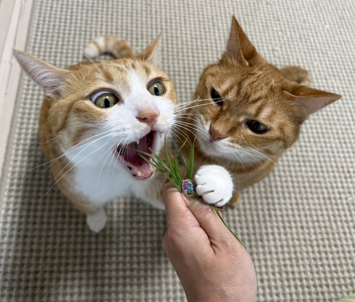独り占めする気満々である