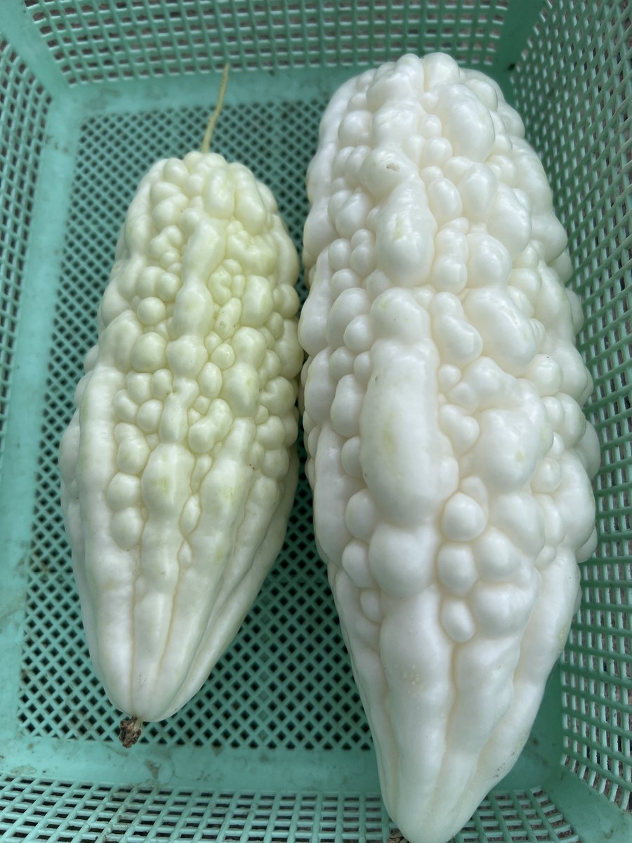 白ゴーヤ🤍
