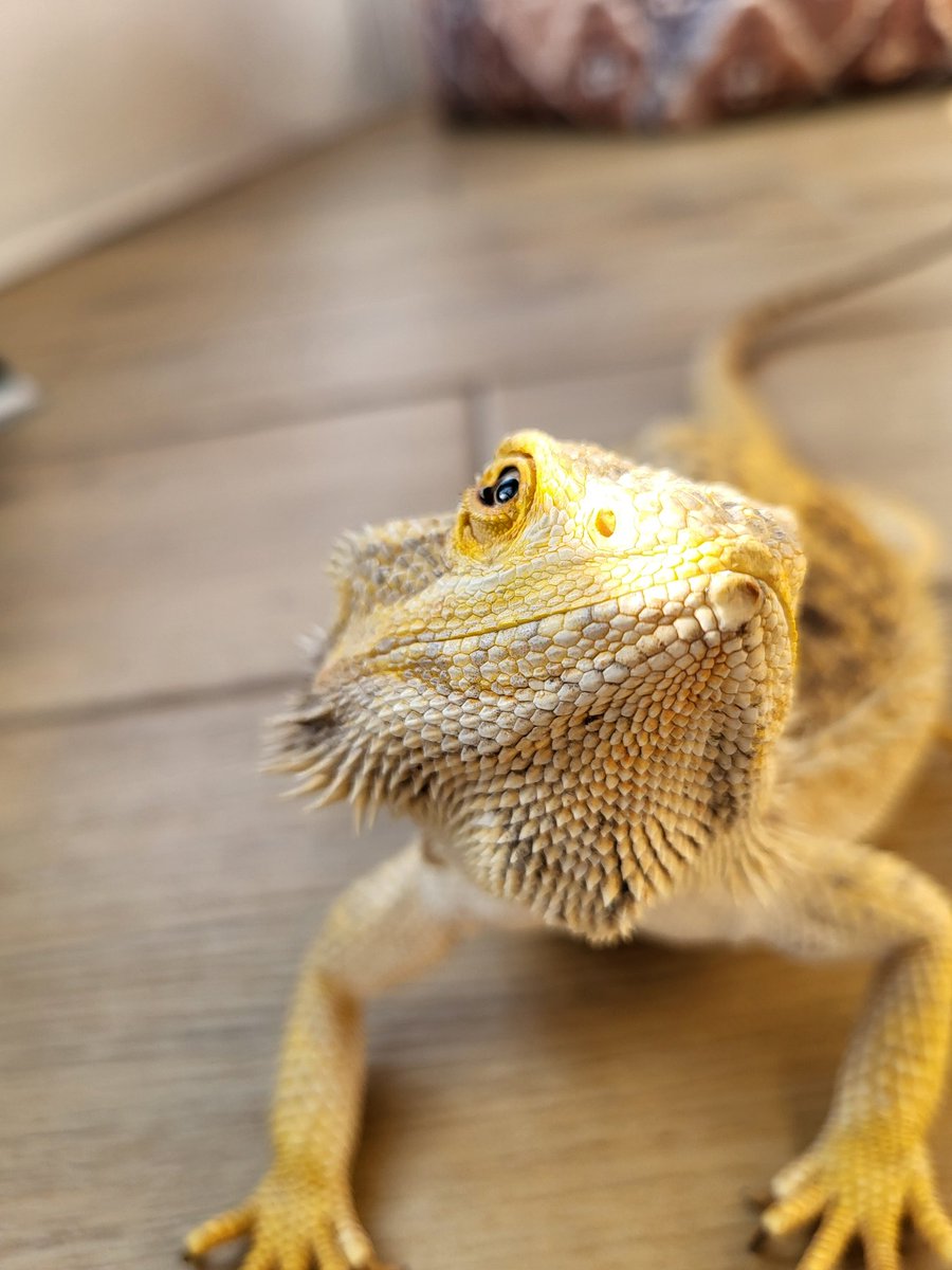 Ця тварина зробить мене сивою 😑
...але зробить це з милим виразом мордочки, тому суд її виправдає