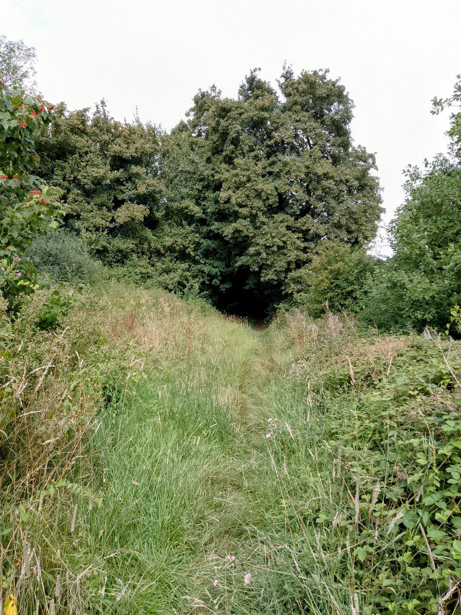 phil0073's tweet photo. Getting near to #Hannington on the #Hannington2Wellingborough way. #PhilOnaBike #MondayMeander #FootpathFriday #TreePeople https://t.co/tPLtJE7URG
