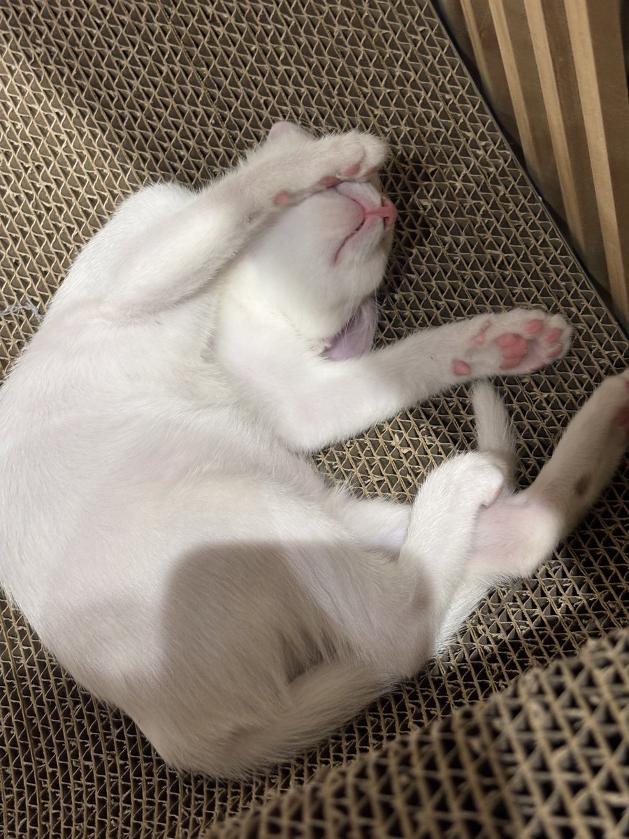 Rei醬跟유키小姐微妙的心理戰持續進行，差一個月的姊妹交流，從一位持續對妹妹低吼，另一位繼續白目做自己開始，希望這場大亂鬥早日落幕(⁎⁍̴̛ᴗ⁍̴̛⁎) 

#阿瑞的迷妹窩