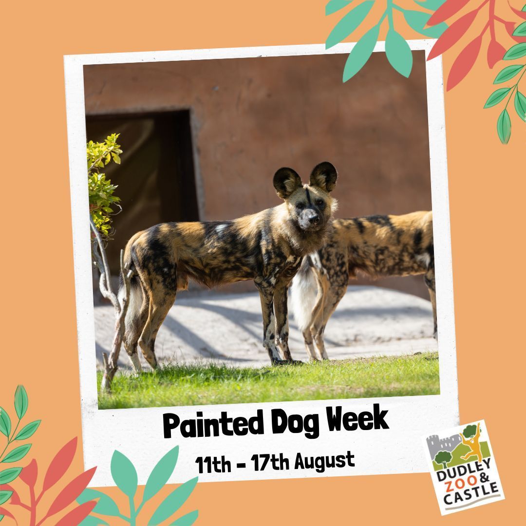 We’re introducing you to our painted dog pack this week as part of our summer events – and we’ll be officially opening their new habitat on Saturday at 2.15pm. 
Join us for themed activities and games as you discover more about the challenges these face in the wild.