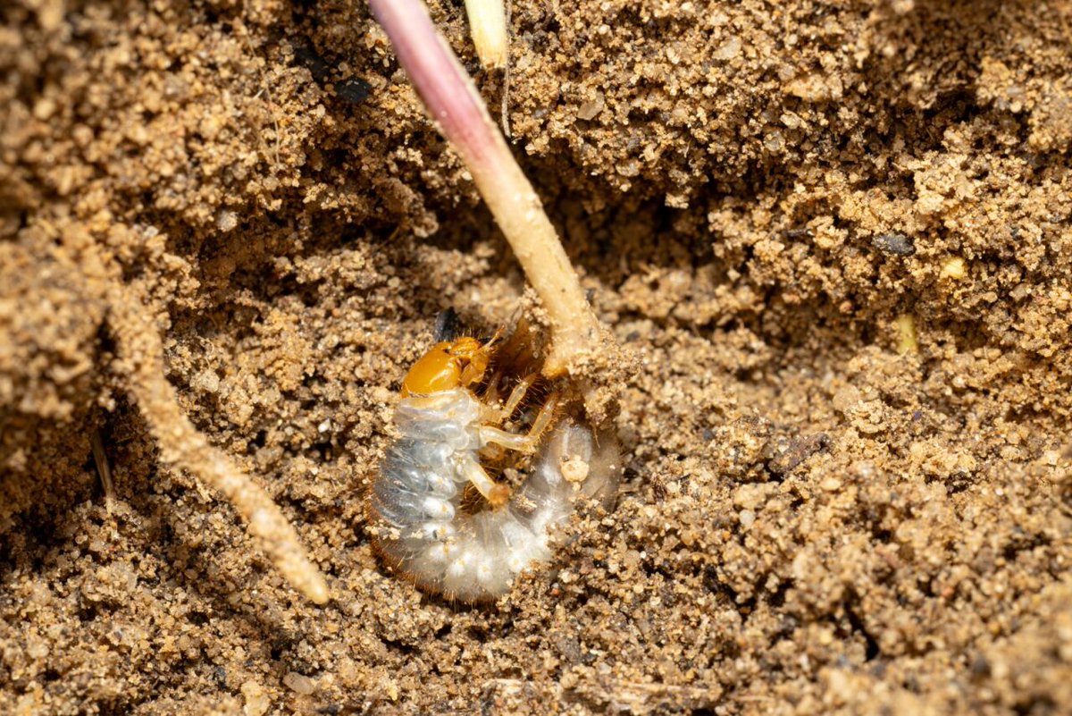 DPIRDbroadacre's tweet photo. 🔈Cockchafers (scarab larvae) are causing increasing damage to cereal crops. Read about the new 3-year DPIRD-GRDC project tackling this emerging threat in the latest #ProtectingWACrops newsletter.

📖https://t.co/4ZLOzFhZOu https://t.co/g6nSYIKu5p