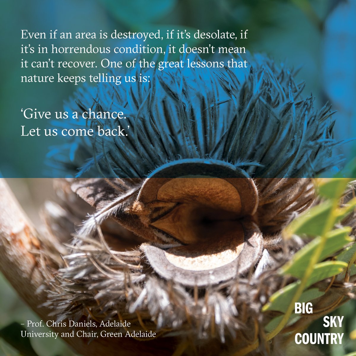 BushHeritageAus's tweet image. When #nature is destroyed and removed, can we ever truly restore it? Across Australia, scientists, communities – and nature itself – are proving we can.  💪🌱 

Episode 2 of Big Sky Country just dropped. In it, Tiahni chats to scientists and conservationists about #oysters,