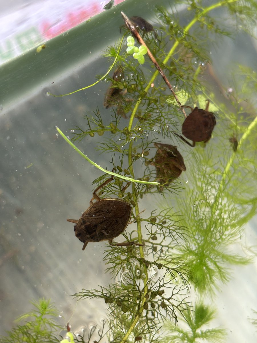 人生初コオイムシ捕獲&amp;リリース。