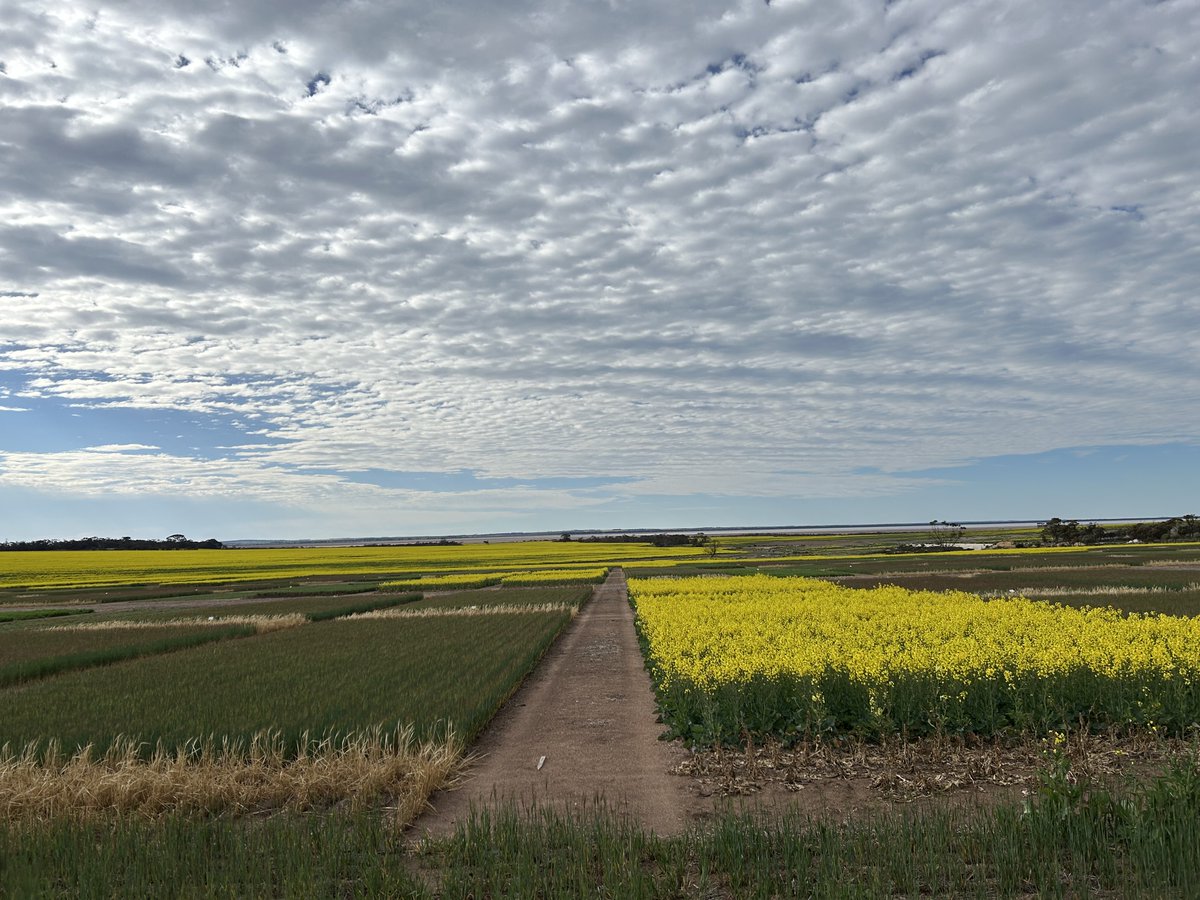 Waseem_Ashfaq's tweet photo. Last week, we welcomed a group of farmers/consultants to our WA Farming Systems trial site at Lake Grace. A great conversation around soil, nitrogen, and systems break options. 📅 Save the date: September 9 for the LIFT group field walk. @DPIRDbroadacre @GRDCWest #WAFSProject https://t.co/AXizBhiw1M