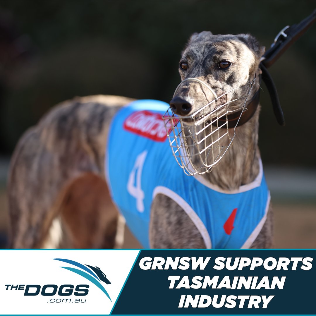 The Dogs tweet media