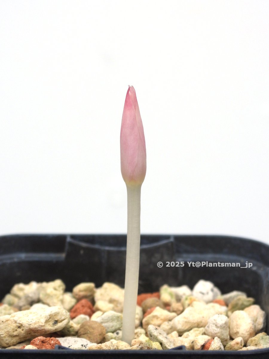 Plantsman_jp's tweet photo. #Gethyllis barkerae
なんかピンクっぽいと思って白背景で撮ってみたらピンクだった。咲くと白くなっちゃうのかなー https://t.co/E7H9bMJrs8