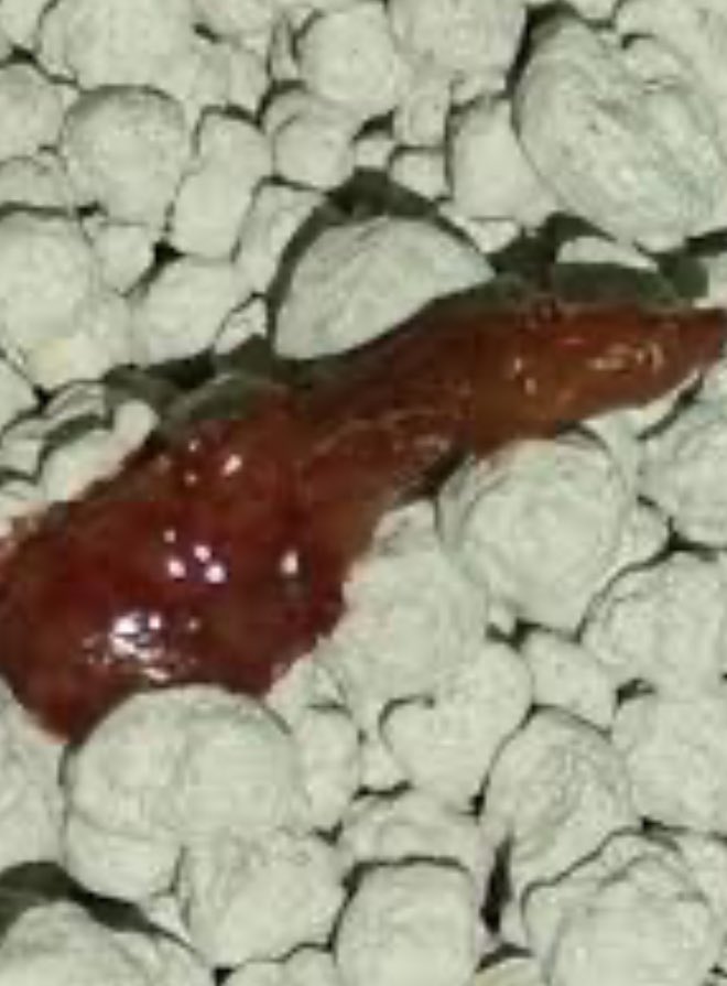 تربية القطط كانت خارج المنزل في بيئتها لها مهمام في حمياة المنزل من الدواب 
جانا جيل يربيها على سرير النوم تربية القطط في المنزل خطر عظيم بعض بيوت اللي يربون القطط ماتقدر تتنفس فيها ريحة غير جيده اصحابها معتادين عليها

براز القطط قد يشكل خطرًا صحيًا على الإنسان بسبب انتقال بعض