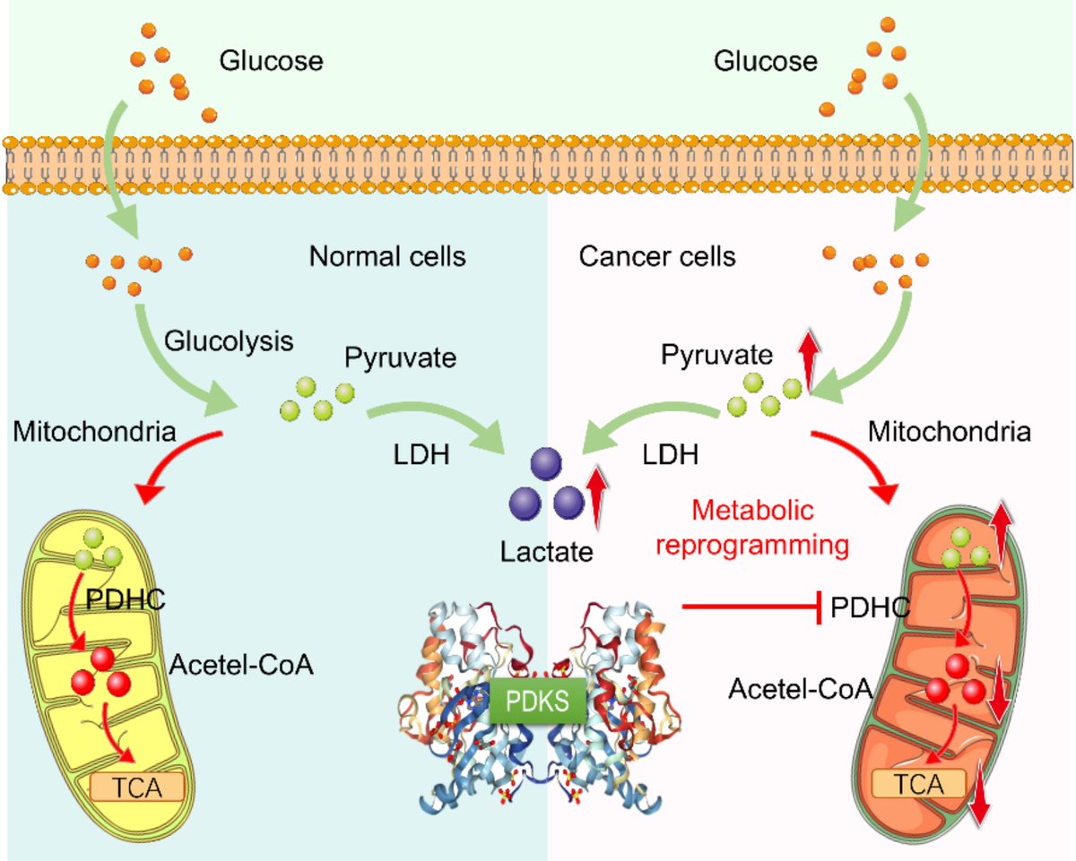 JPBY_official's tweet image. Pyruvate dehydrogenase kinases: key regulators of cellular metabolism and therapeutic targets for metabolic diseases   link.springer.com/article/10.100…
@SiChuanUniv 
#Metabolic_reprogramming #ROS #Apoptosis #Metabolic_diseases