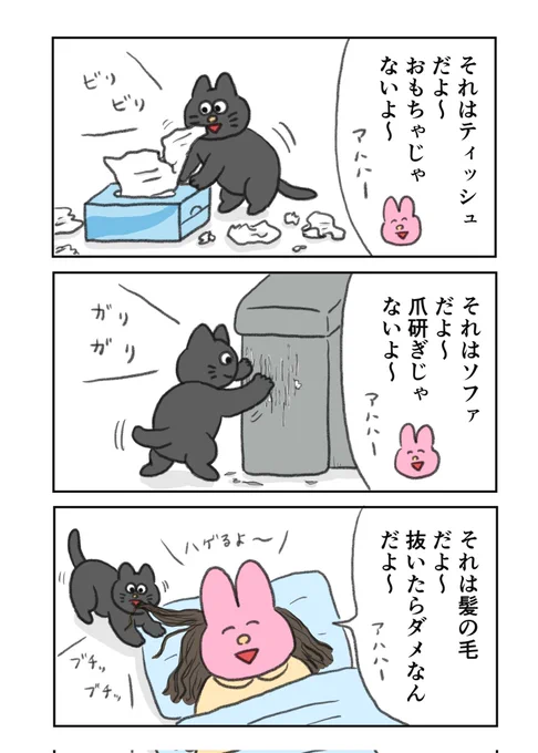 基本、猫には甘いけど、これだけはアカンやつ 