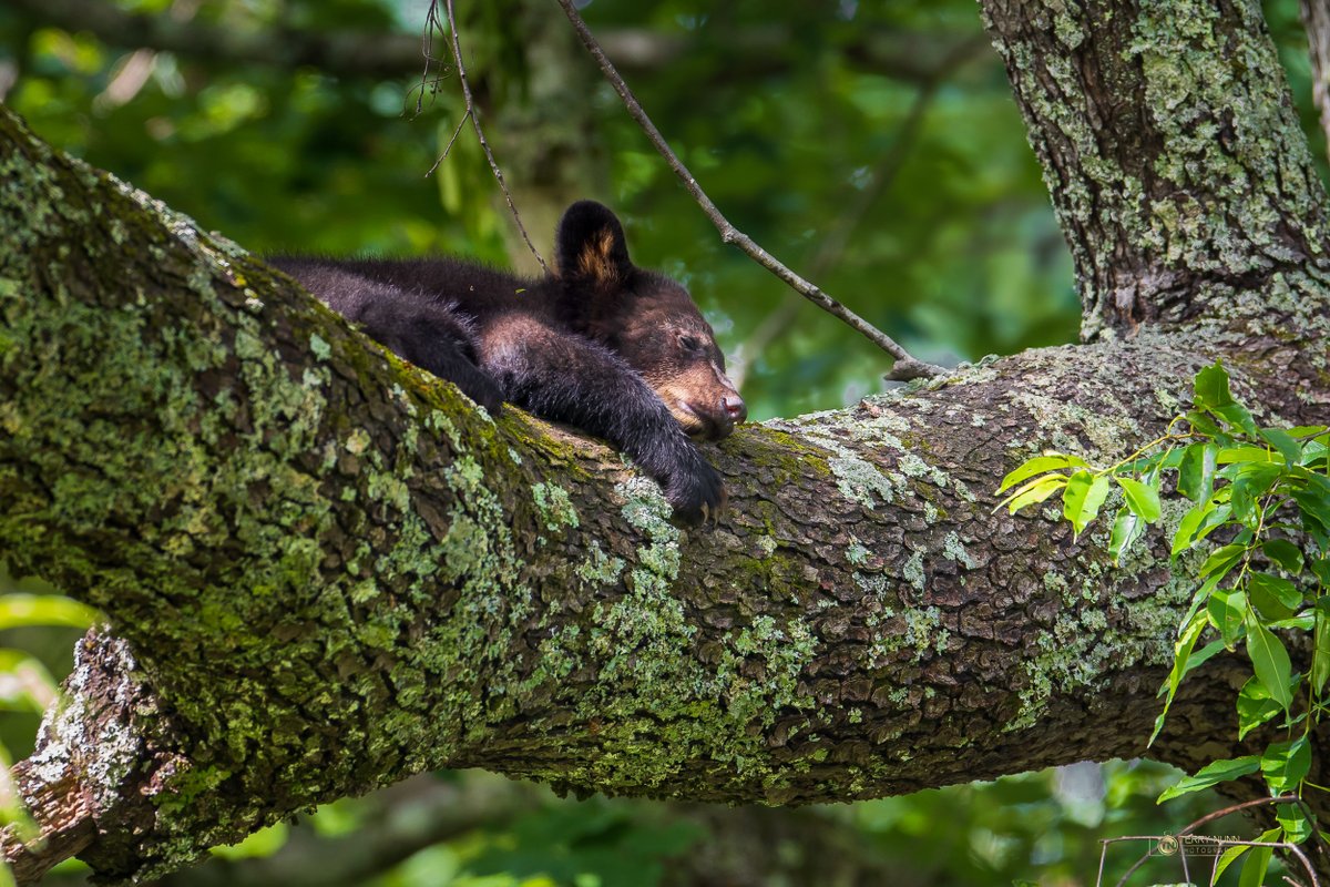 terrynunnphoto's tweet photo. Another photo drop from my recent trip to the Great Smoky Mountains National Park #XPhotography #XPhotographers #GreatSmokyMountainsNationalPark #CanonUSA #NatureLovers #PhotographersofX #PhotographersUnited #Nature #Wildlife https://t.co/k6zSbNKQFh