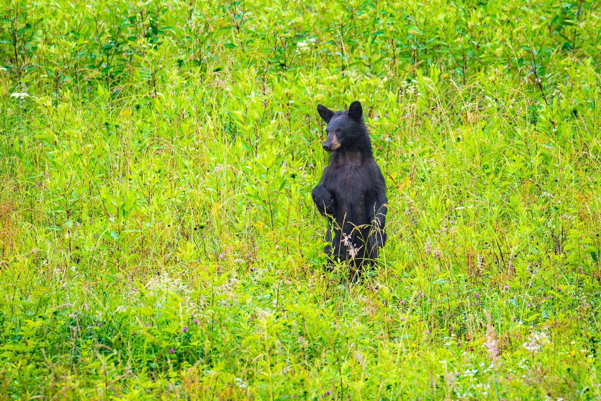 terrynunnphoto's tweet photo. Another photo drop from my recent trip to the Great Smoky Mountains National Park #XPhotography #XPhotographers #GreatSmokyMountainsNationalPark #CanonUSA #NatureLovers #PhotographersofX #PhotographersUnited #Nature #Wildlife https://t.co/k6zSbNKQFh