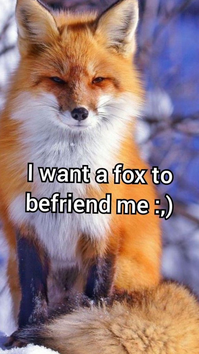 TheFoxLife's tweet photo. https://t.co/6DPIMLe6f6