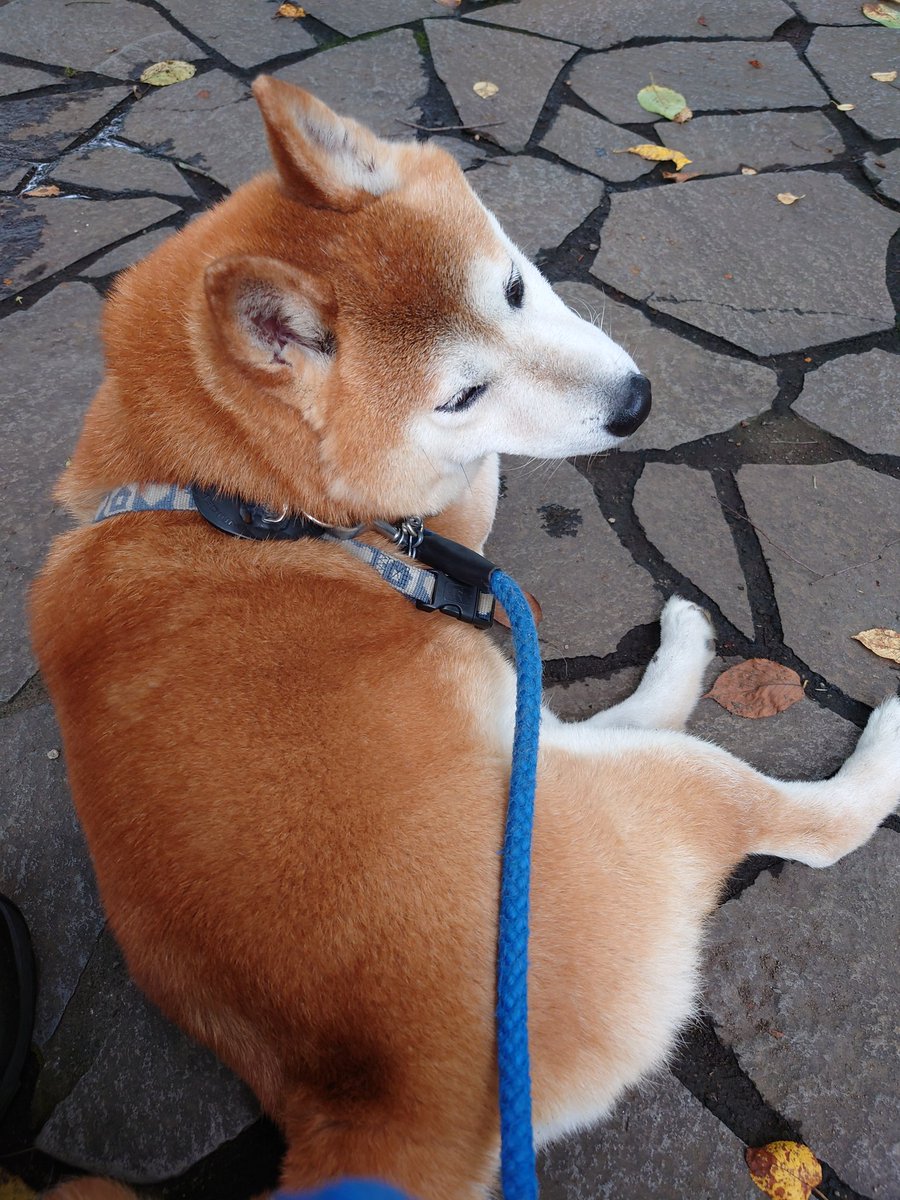 armedshepherd's tweet image. #fitbit さんに、今日はもうペースを落としましょう……と言われても、#柴犬 次第なのです