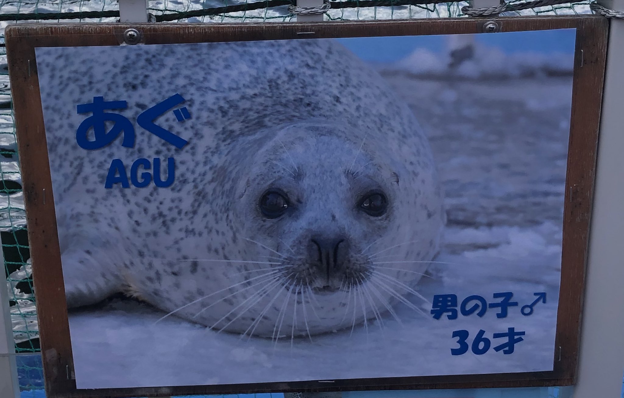 アザラシ博士 6460 アザラシの赤ちゃん：おもちゃ：百町森