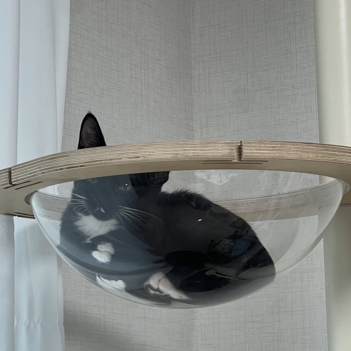 입양자님 댁 도착하자마자 캣폴 정복 후 도도하게 팔짱 끼고 누우심😇