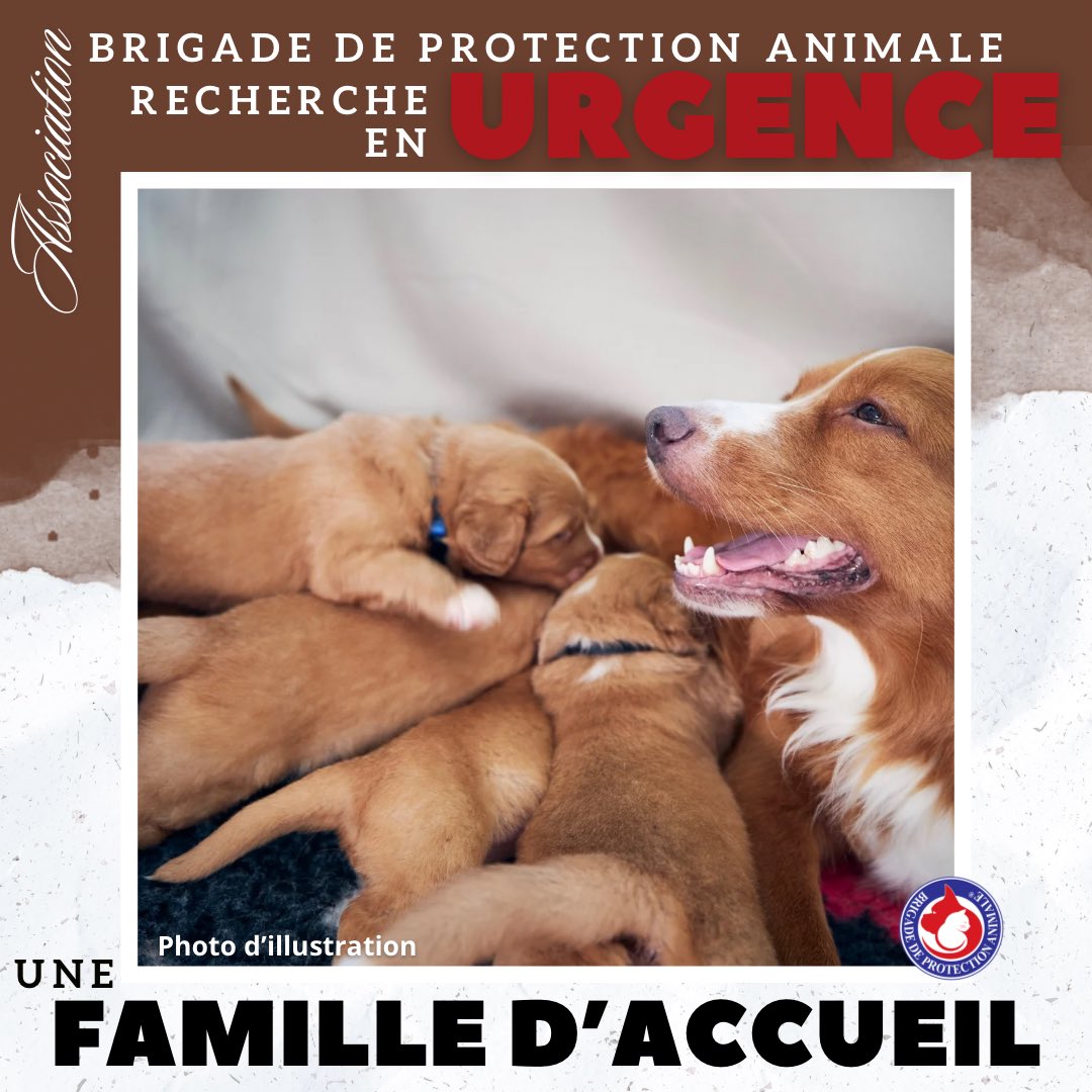 Brigade_BPA's tweet photo. 🆘 RECHERCHE FAMILLE D’ACCUEIL 🆘 
📍Secteur Tarn (81) et alentours

Un sauvetage est en cours et nous recherchons en URGENCE une famille d’accueil rapidement🚨 

📍Région Tarn (81) et alentours
🐶 Chienne type Border/Braque et ses 2 bébés (1 mois 1/2)
📌 Elle nécessitera calme et attention. Aucune information sur ses ententes. 

Si vous êtes disponible, remplissez le formulaire 👉 https://t.co/87vQq66lpE

Merci pour eux 🙏 🐶 🆘

#jesuisbpa #BPA #sauvetage #border #chien #chiots #protectionanimale #MaltraitanceAnimale #soutien #famille #recherche