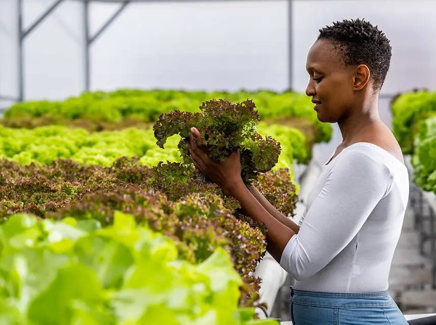 InnovHub's tweet photo. Meet Zandile Kumalo, hydroponic farming innovator! She's turning Sandton's concrete jungle into a green oasis, harvesting chemical-free produce with 80-90% water recycling & solar power. Building tables, not waiting for seats #PowerinProgress #UrbanAgriculture #WomensMonth https://t.co/TgkE7kG3X1
