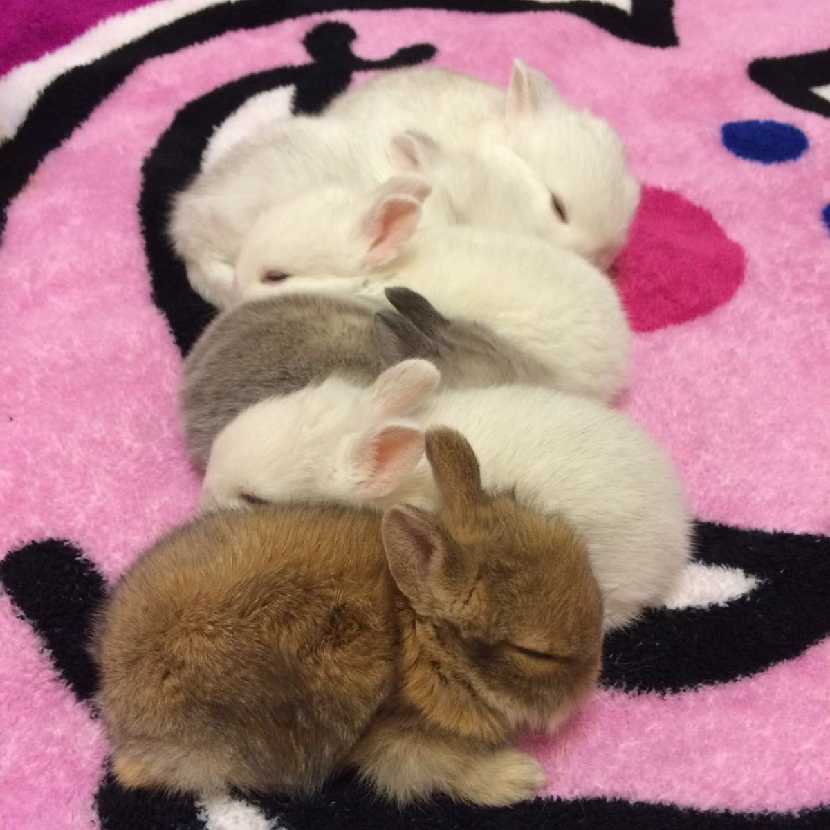 Bunnies (@bunnies) on Twitter photo 