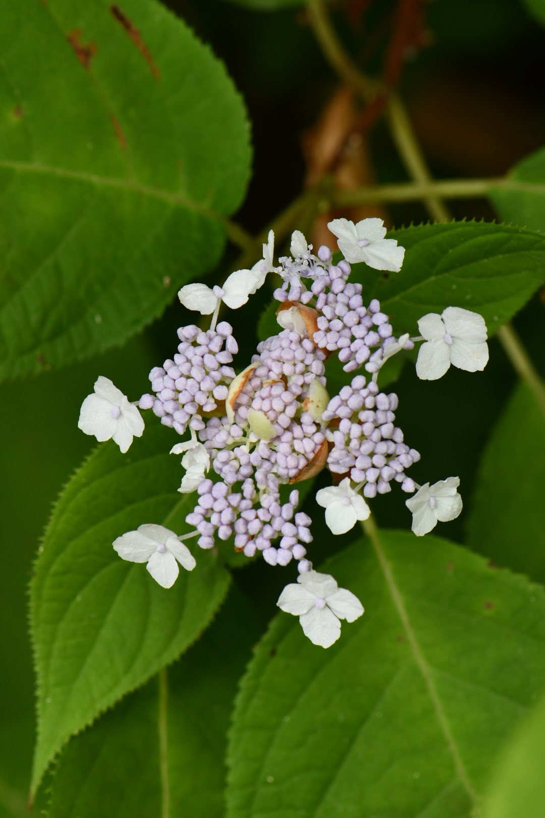 心花（たま） 蘭嶼玉心花