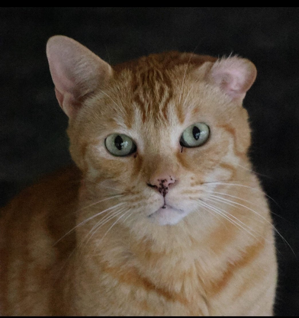 Erta (@erta2017) on Twitter photo #XarxaBarcelonaAdopcions
Neko es bellísimo🧡
Esa naricilla "sucia" y orejita recortada merecen los mimos de alguien afectuoso, amoroso y tranquilo como él
Bien con gatos👍🏼
5 años
Dm <a href="/OsonaProtectora/">Protectora d'Animals d'Osona</a>
o
📧 infoproteosona@gmail.com #XarxaBarcelonaAdopcions
Neko es bellísimo🧡
Esa naricilla "sucia" y orejita recortada merecen los mimos de alguien afectuoso, amoroso y tranquilo como él
Bien con gatos👍🏼
5 años
Dm <a href="/OsonaProtectora/">Protectora d'Animals d'Osona</a>
o
📧 infoproteosona@gmail.com