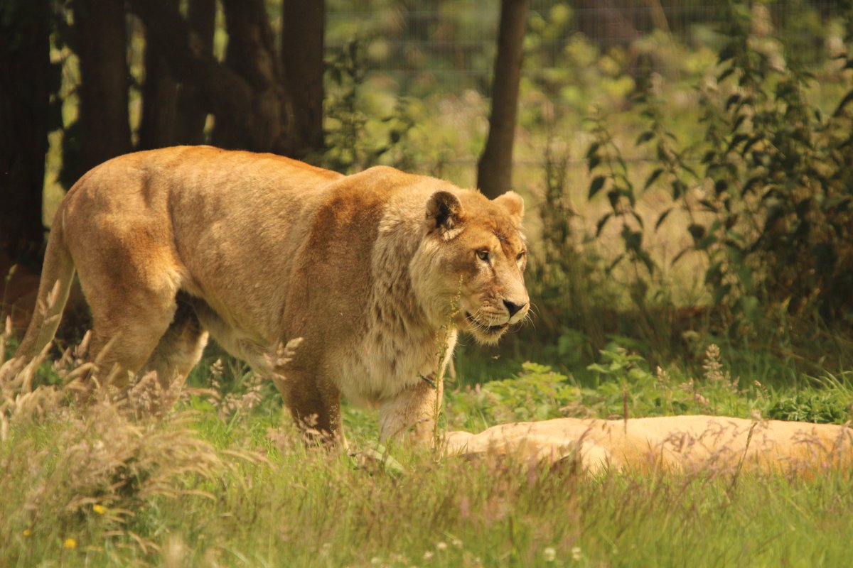 Lion d'Afrique de l'Est
Le lion d’Afrique de l’Est, également appelé lion masaï, est une sous-espèce de lion qui évolue principalement dans les vastes savanes de l’Afrique de l’Est, notamment en Kenya, en Tanzanie, en Ouganda et en Éthiopie. Il est l’un des grands prédateurs les