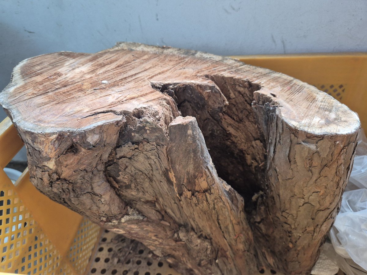 벼락맞은 향나무