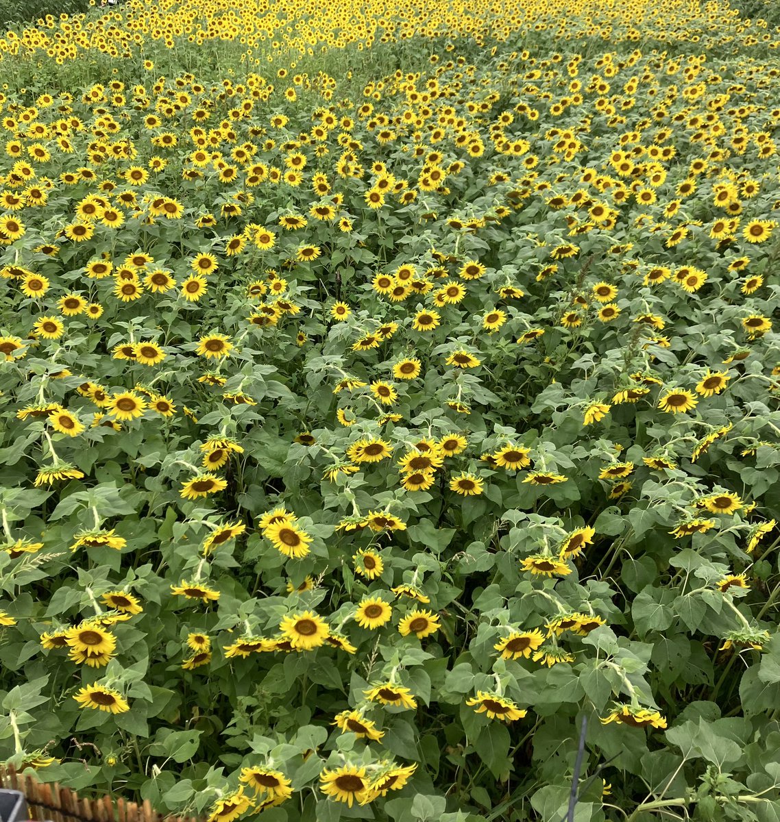 妻が大好きだった
ひまわり畑に行ってきた。
今年もキレイに
咲いてました🌻