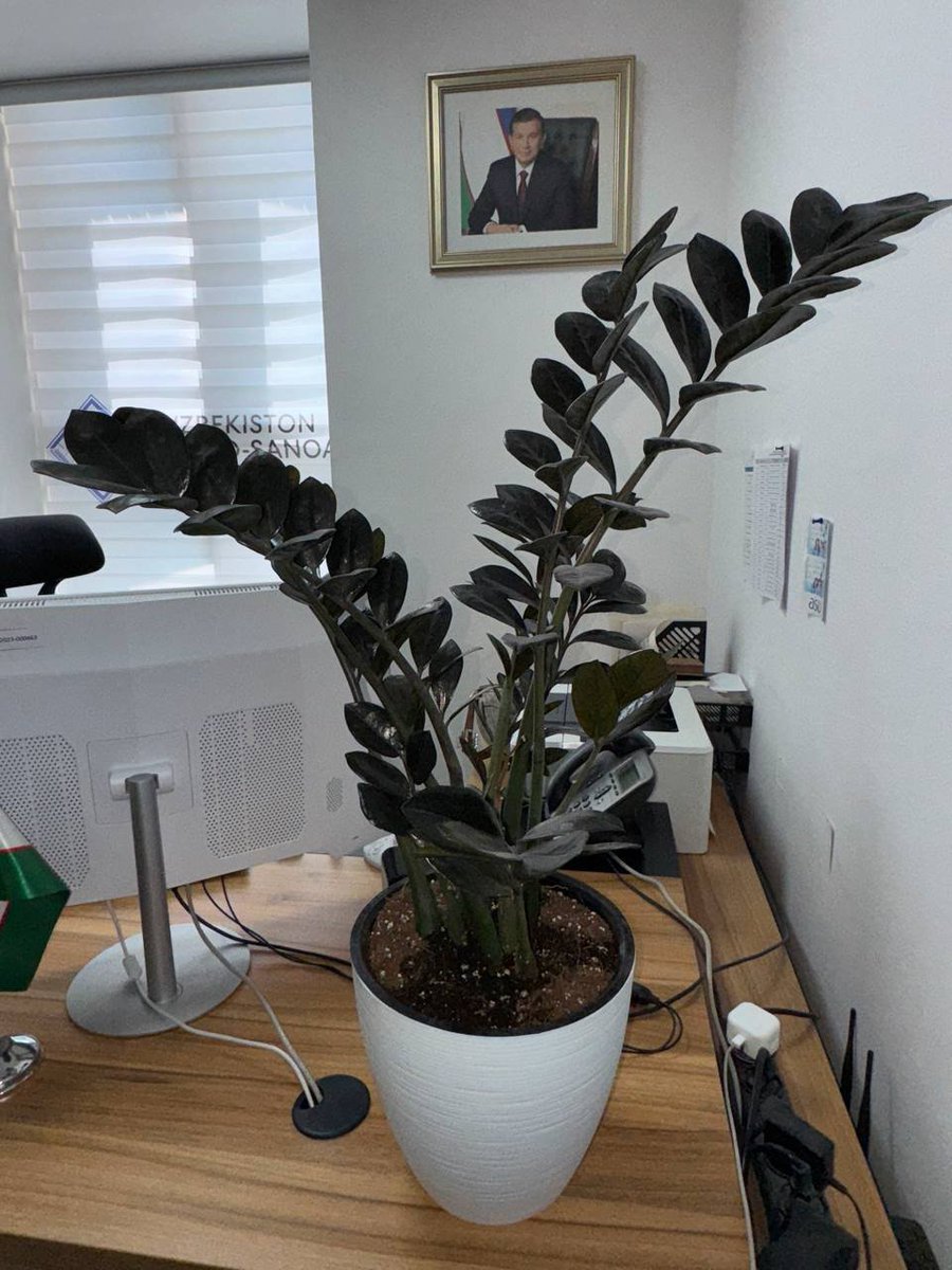 Гулимни тувагини алмаштиришим керак десам, ходимим ўзгартириб кебди дам олиш кунларида 🥹