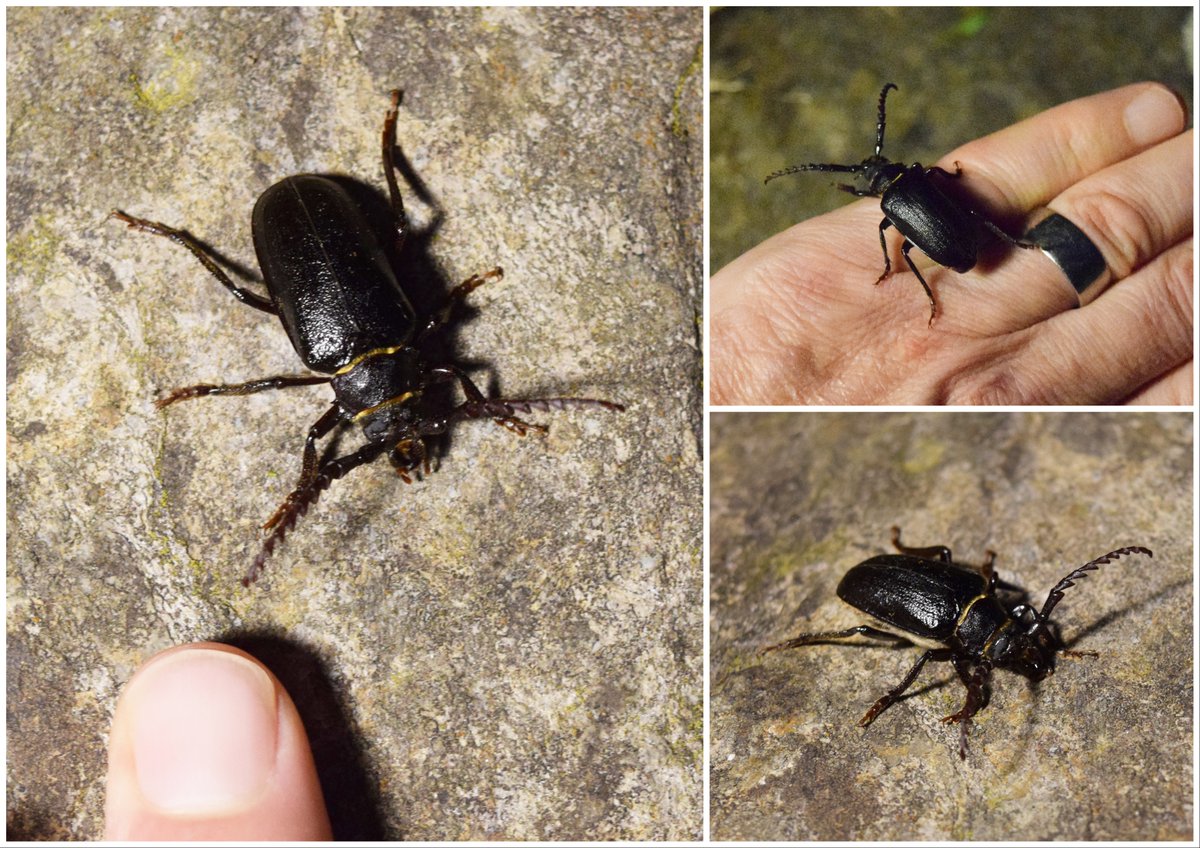 Been a while since I've found one of these: a longhorn species known as a tanner beetle - one of our largest beetles - spotted taking off from a patch of long grass in the garden.  <a href="/Buzz_dont_tweet/">Buglife</a> #Dartmoor
