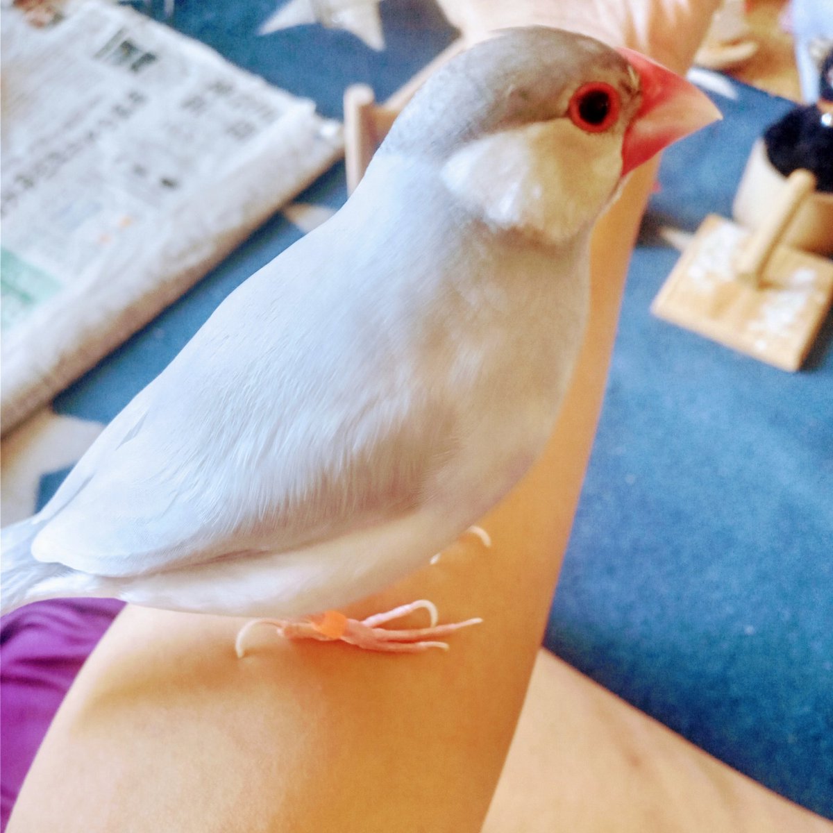 #シルバー文鳥をお家で保護されている方はいませんか？
8月3日(日)午前9時頃神奈川県横須賀市公郷町で迷子になりました(:_;)2歳の男の子で片脚にオレンジ足輪を付けています！似てる子を見かけたらご連絡をどうぞ宜しくお願い致します🙇
#迷子シルバー文鳥