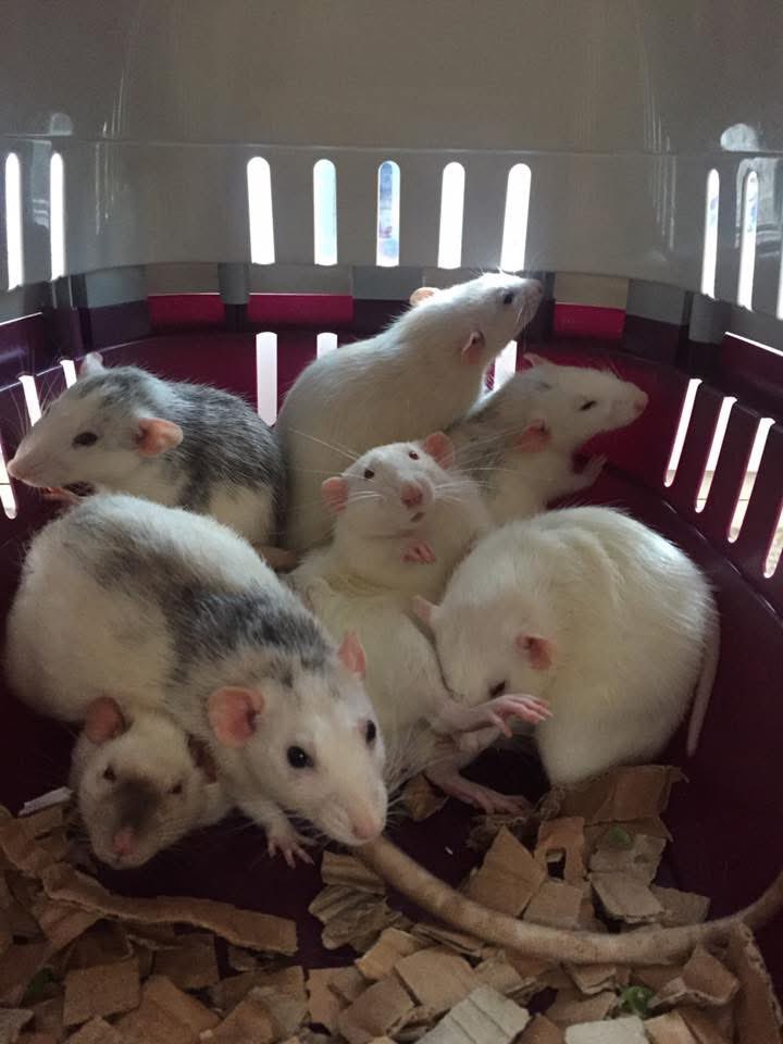 AuroraRattery's tweet photo. It really is that time of year again where this fantastic memory graces the internet once more.  Neutered Klaus meeting his ladies #aurorarattery https://t.co/AKmer60j12