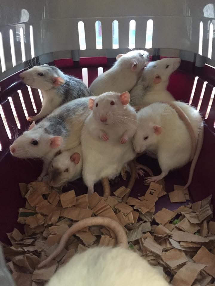 AuroraRattery's tweet photo. It really is that time of year again where this fantastic memory graces the internet once more.  Neutered Klaus meeting his ladies #aurorarattery https://t.co/AKmer60j12