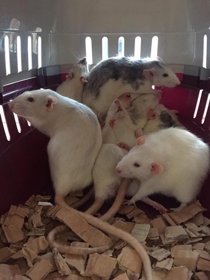 AuroraRattery's tweet photo. It really is that time of year again where this fantastic memory graces the internet once more.  Neutered Klaus meeting his ladies #aurorarattery https://t.co/AKmer60j12