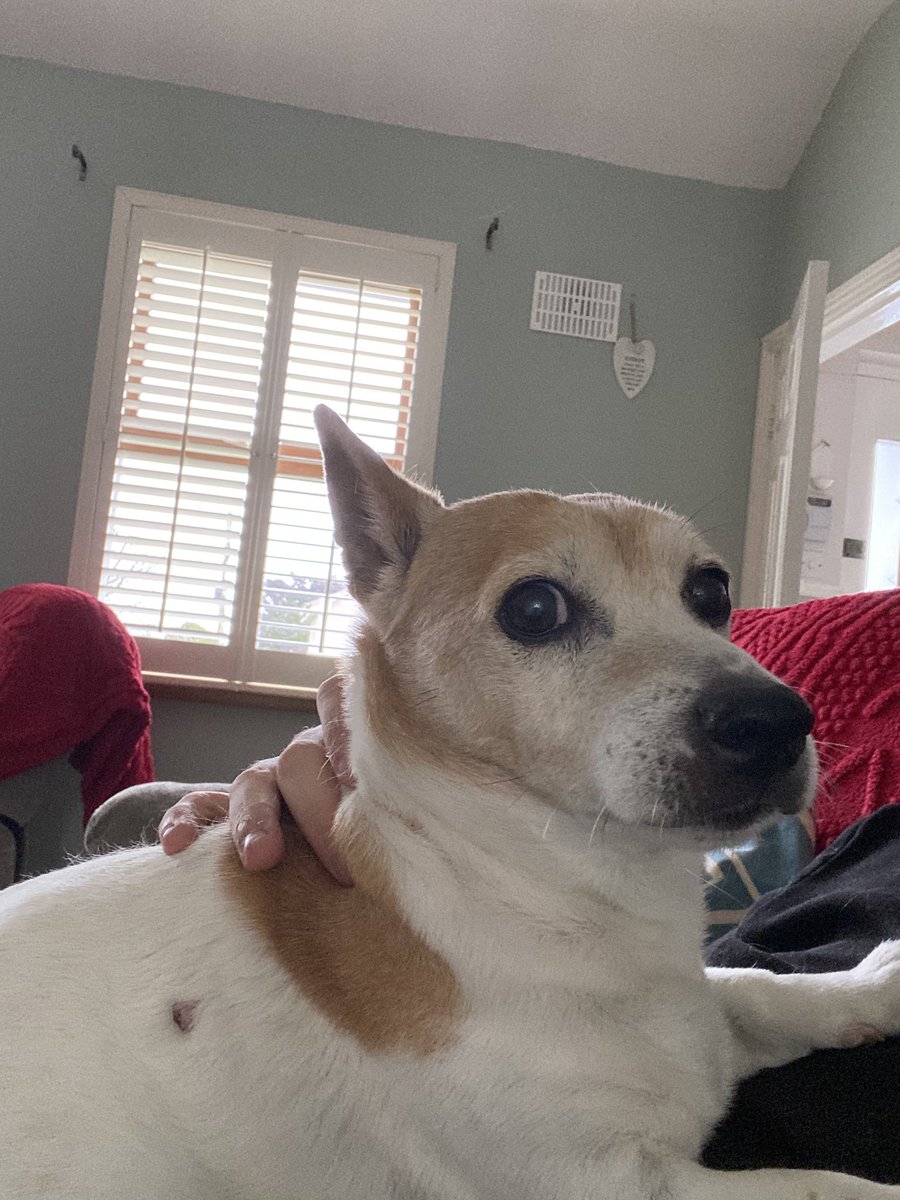TheLasercow's tweet photo. Today I will say good bye to my friend of 14 years for the last time. Jack was always a kind and gentle dog who I loved more than anything or anyone. I’d give anything to spend more time with him. Rest in peace my good boy. https://t.co/1sAuJPfx3K
