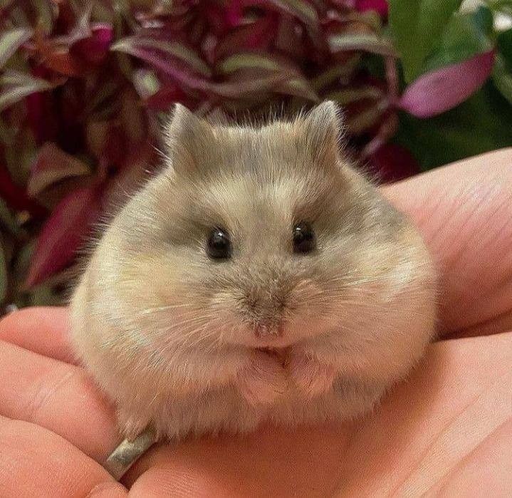 Tweets Of Hamster (@tweetsofhamster) on Twitter photo 