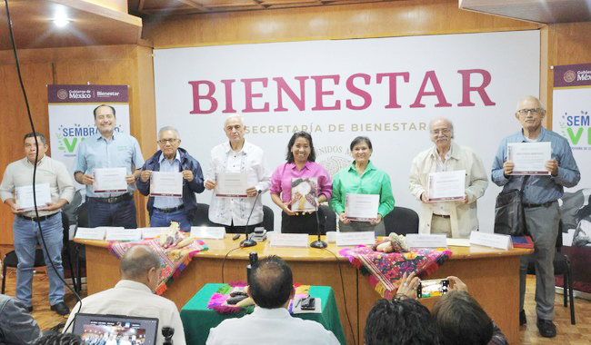 #Nacional Trabaja Sembrando Vida para fortalecer el cultivo del maíz nativo
.-Realiza el encuentro “Hacia el mejoramiento participativo del maíz en el Programa Sembrando Vida” .-416 mil sembradoras y sembradores participan en Sembrado Vida laprensa.mx/notas.asp?st=0…