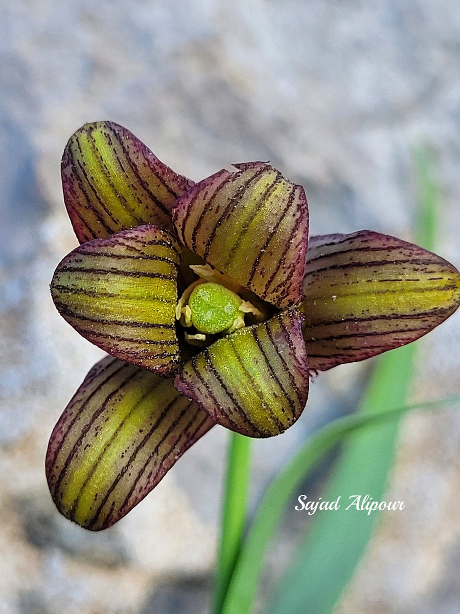 SajadAlipour98's tweet photo. I'm excited to share high-quality photos of Fritillaria kordestanica Advay, a newly discovered species from 2022. 
We traveled 2,300 km round-trip from home to capture this unique plant that only grows inside springs.
Kurdistan province, Iran
April 2025; 2000 m
#Fritillaria https://t.co/JxEEESAjal