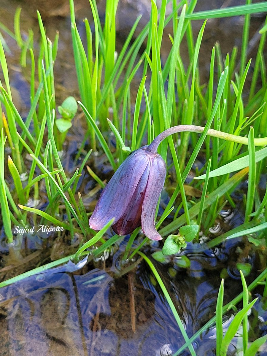 SajadAlipour98's tweet photo. I'm excited to share high-quality photos of Fritillaria kordestanica Advay, a newly discovered species from 2022. 
We traveled 2,300 km round-trip from home to capture this unique plant that only grows inside springs.
Kurdistan province, Iran
April 2025; 2000 m
#Fritillaria https://t.co/JxEEESAjal