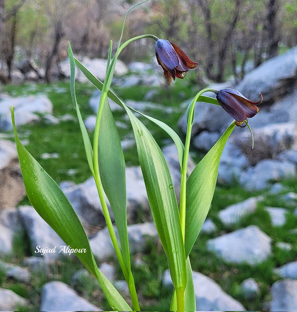 SajadAlipour98's tweet photo. I'm excited to share high-quality photos of Fritillaria kordestanica Advay, a newly discovered species from 2022. 
We traveled 2,300 km round-trip from home to capture this unique plant that only grows inside springs.
Kurdistan province, Iran
April 2025; 2000 m
#Fritillaria https://t.co/JxEEESAjal