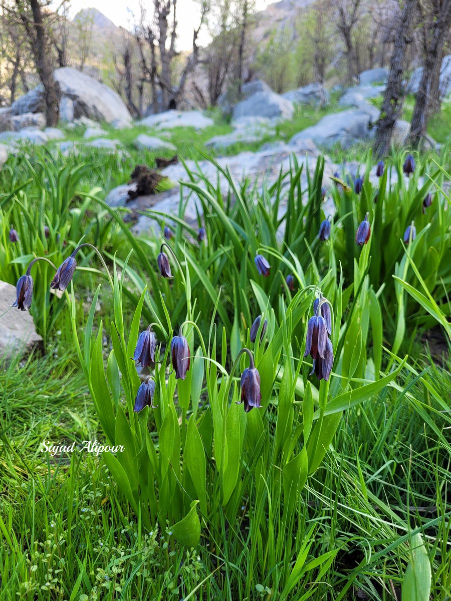 I'm excited to share high-quality photos of Fritillaria kordestanica Advay, a newly discovered species from 2022. 
We traveled 2,300 km round-trip from home to capture this unique plant that only grows inside springs.
Kurdistan province, Iran
April 2025; 2000 m
#Fritillaria