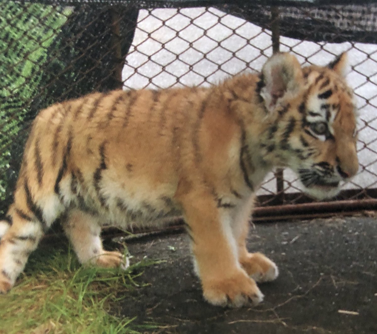 ミニミニコッコ〜🐯💕
コッコ〜🐯はみんなと遊んでますか？

(写真はタイガとココア 朝日新聞出版より)

＃ココア
＃釧路市動物園
＃逢いたい