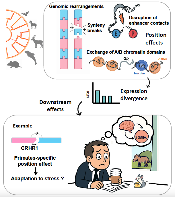 New preprint from the lab: Restructured genomes may have shaped the evolution of clade-specific traits in mammals. Hard earned by <a href="/jui_bh/">JUI BHATTACHARYA</a> <a href="/mohanlal316/">Mohan Lal</a>  biorxiv.org/content/10.110…
