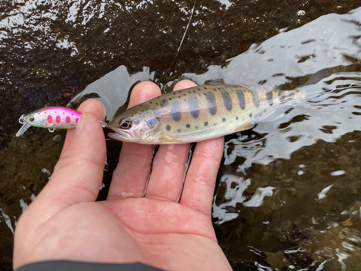 ツダクラフト 鳴門 42ss ヤマメ ツダクラフト 鳴門 42ss ヤマメ